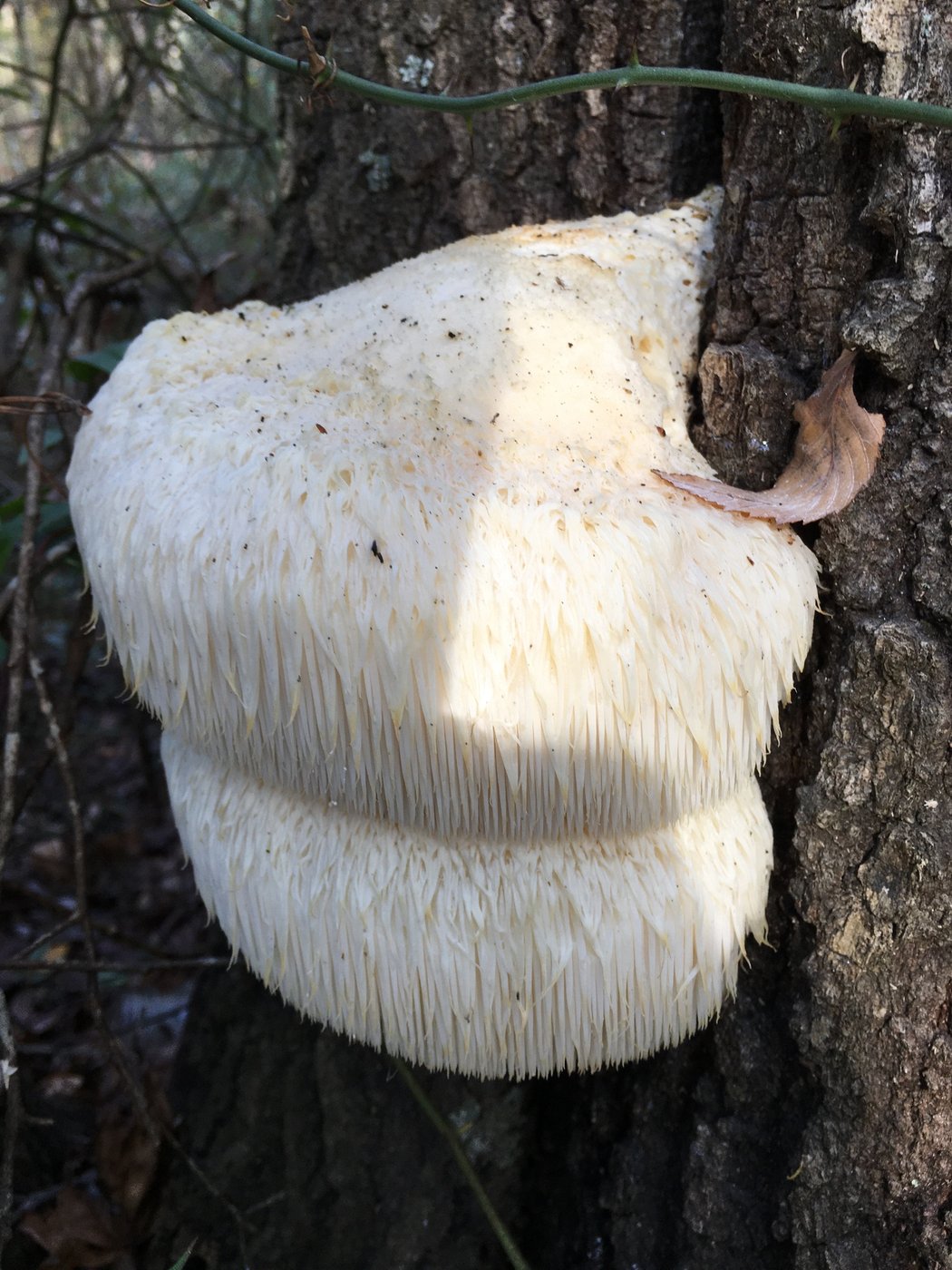 Lion’s mane