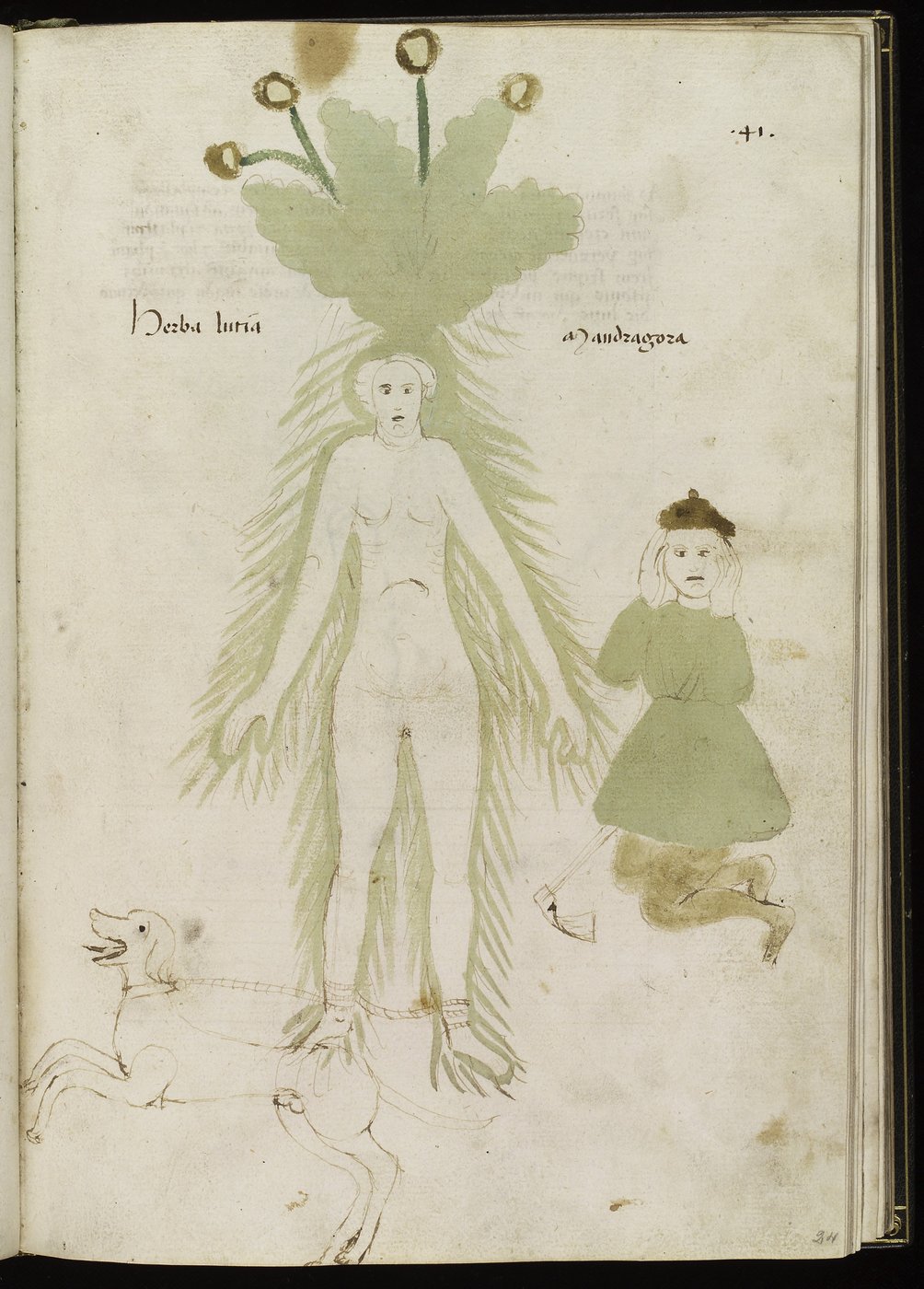Mandrake