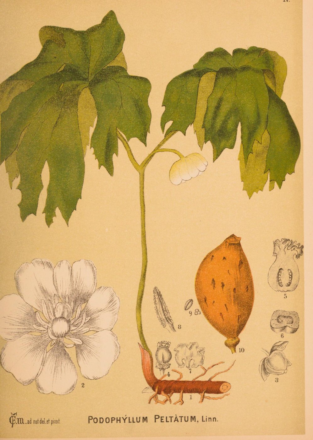 Mayapple