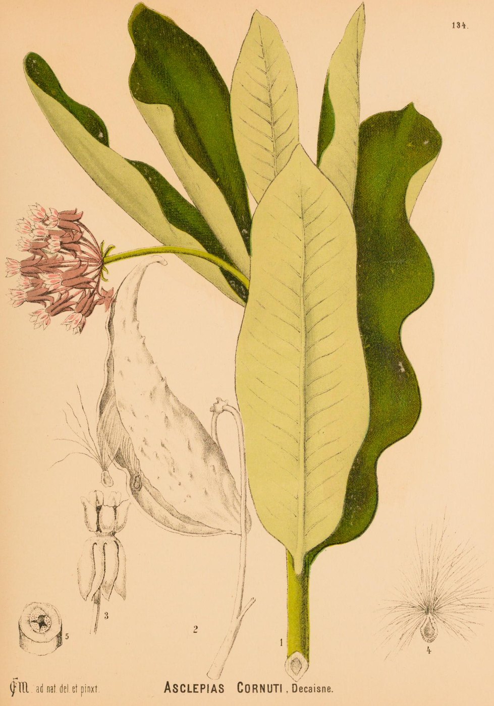 Milkweed