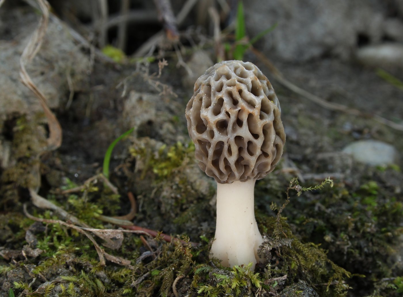 Morel