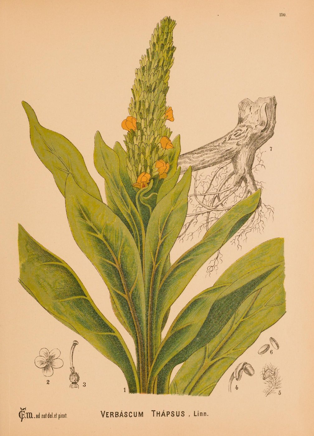 Mullein