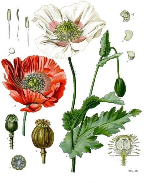 Opium poppy