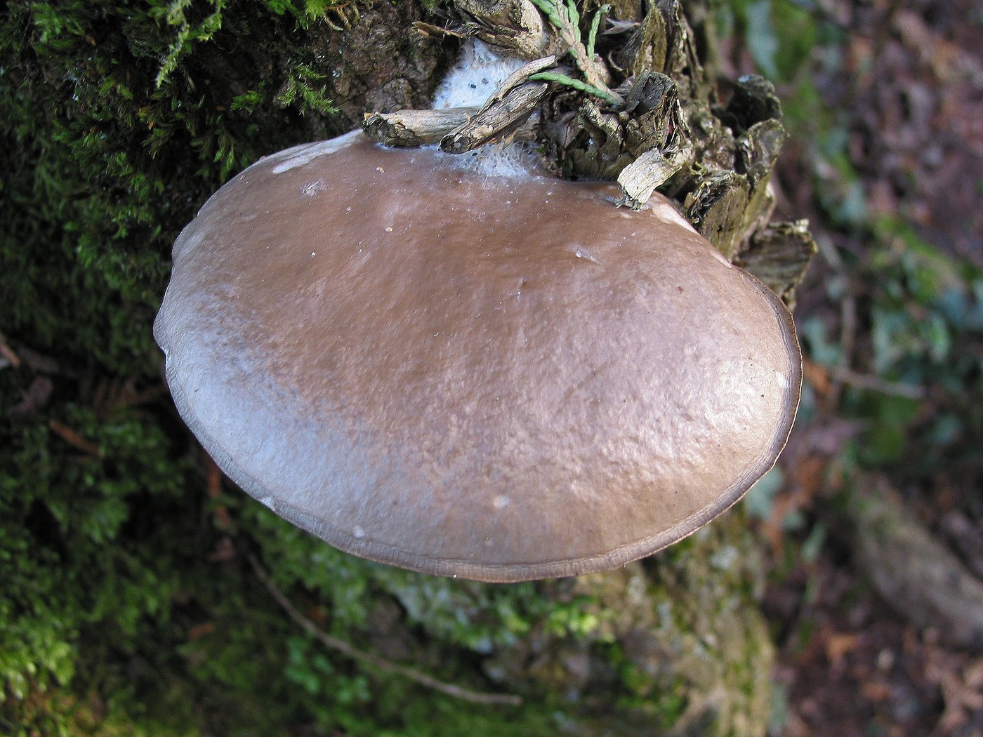 Oyster mushroom