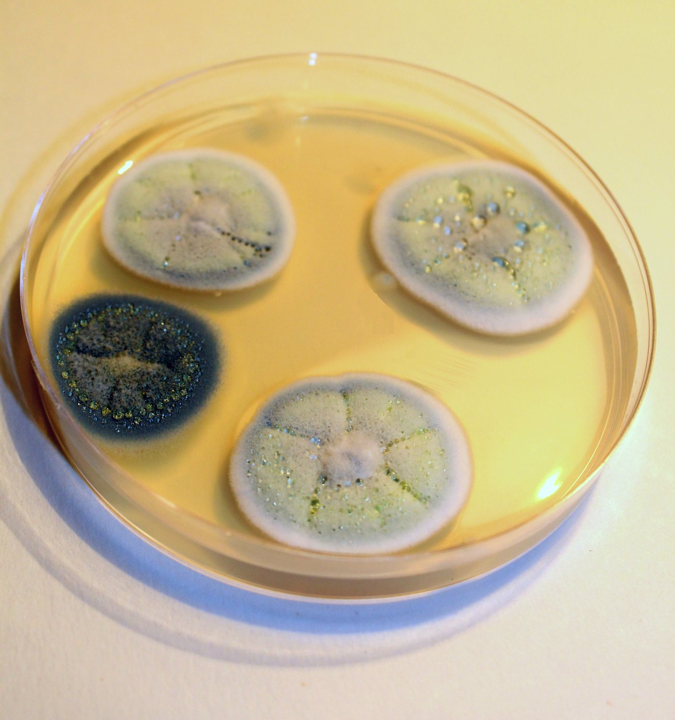 Penicillin mould