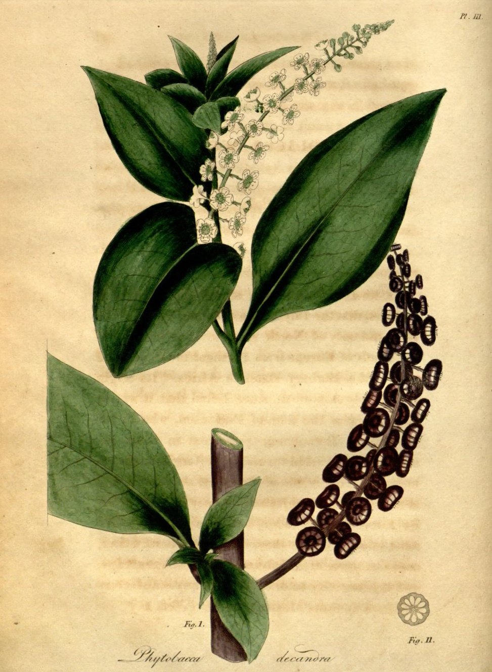 Pokeweed