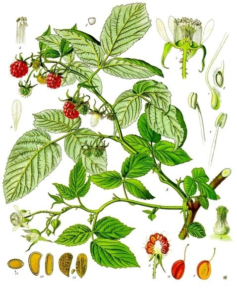 Raspberry leaf (Rubus idaeus), plate: Rubus idaeus (raspberry)