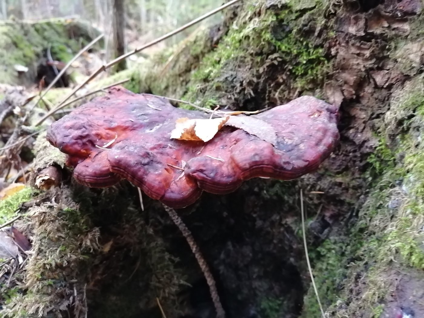 Reishi