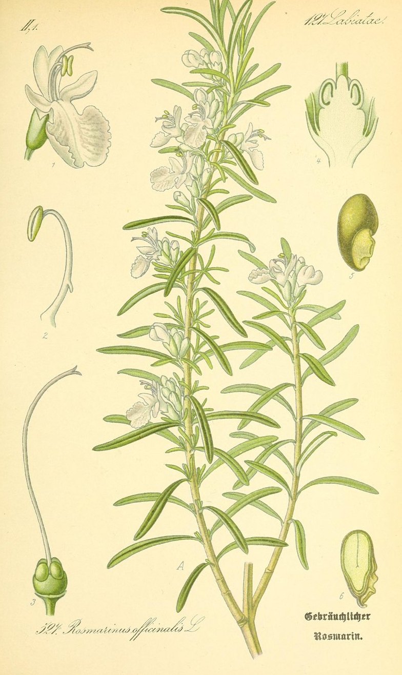 Rosemary rice water