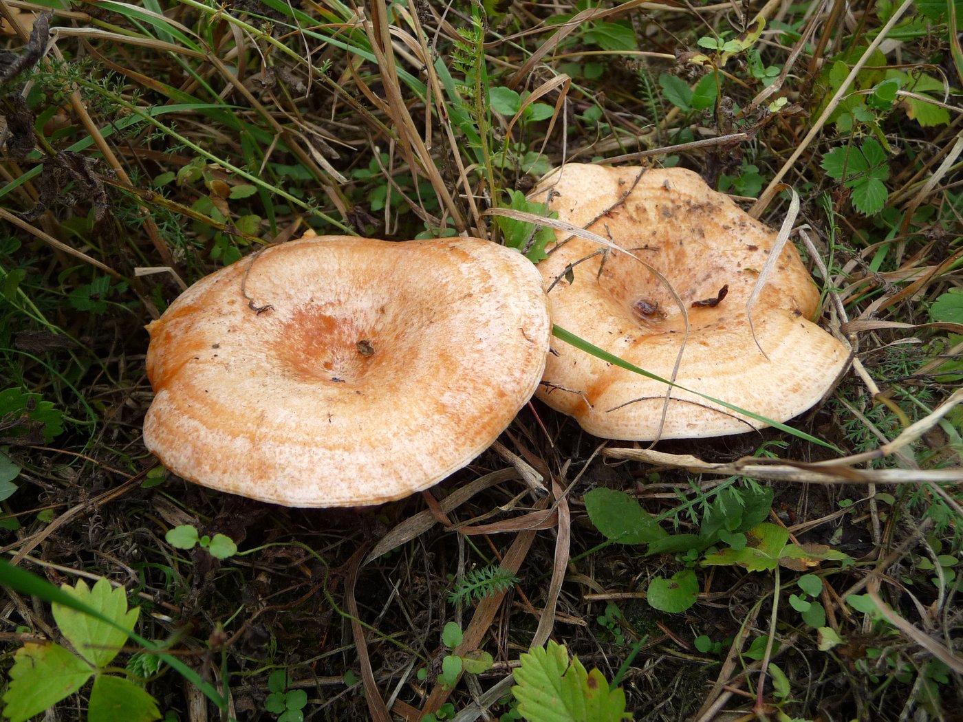 Saffron milk cap