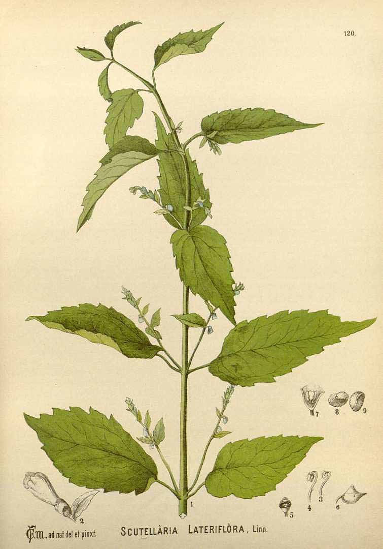 Skullcap (Scutellaria lateriflora), plate: Scutellaria lateriflora (Virginian skullcap)