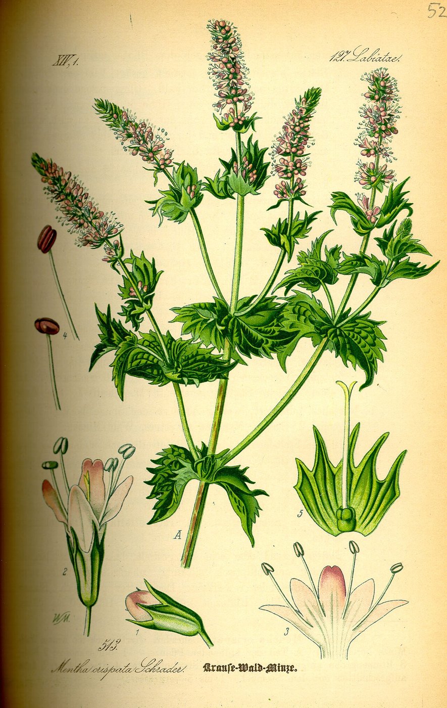 Spearmint (Mentha spicata), plate: Mentha crispata (curled mint, a form of spearmint, Mentha spicata)