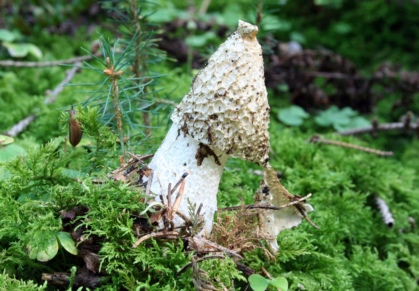 Stinkhorn