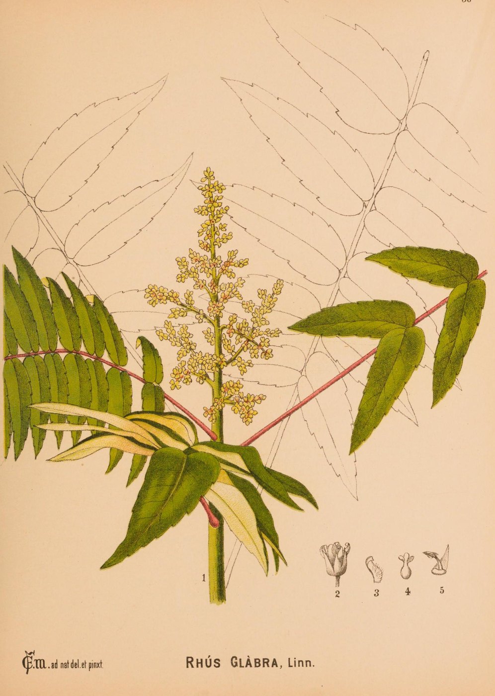 Sumac
