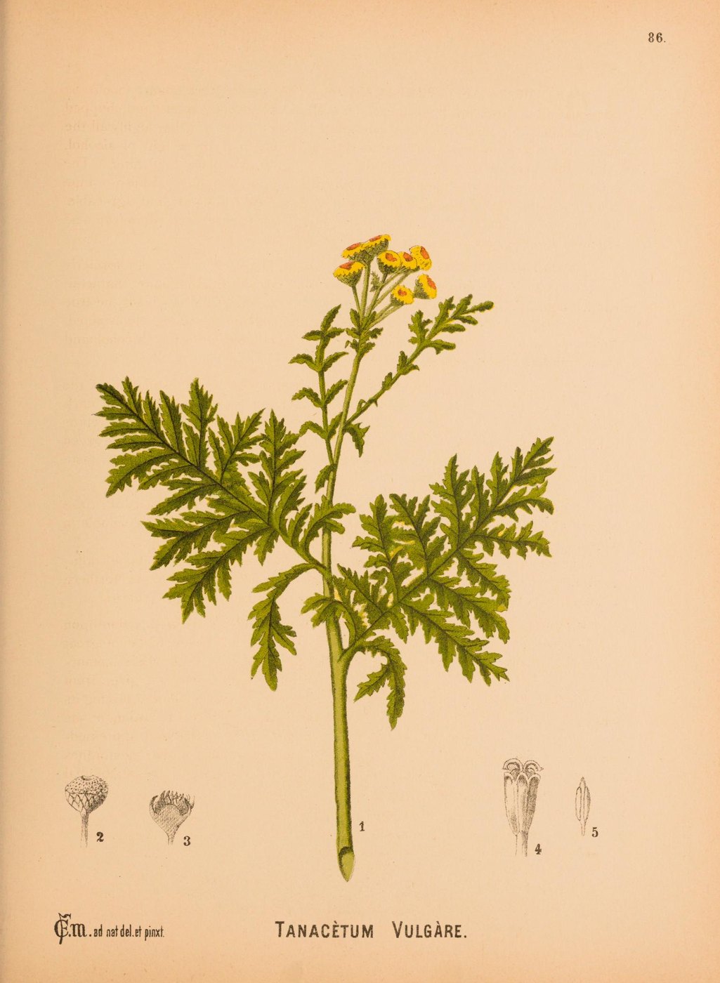 Tansy