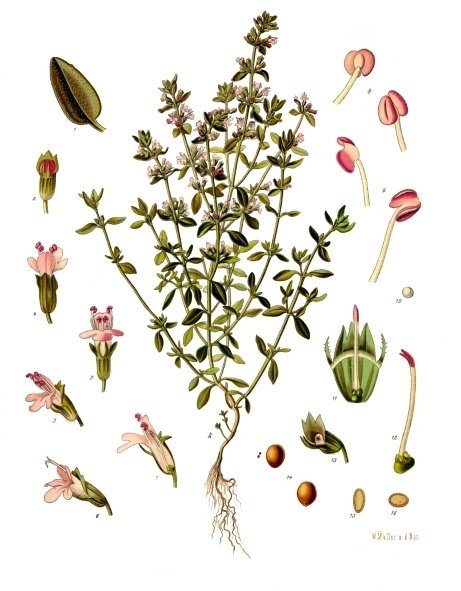 Thyme