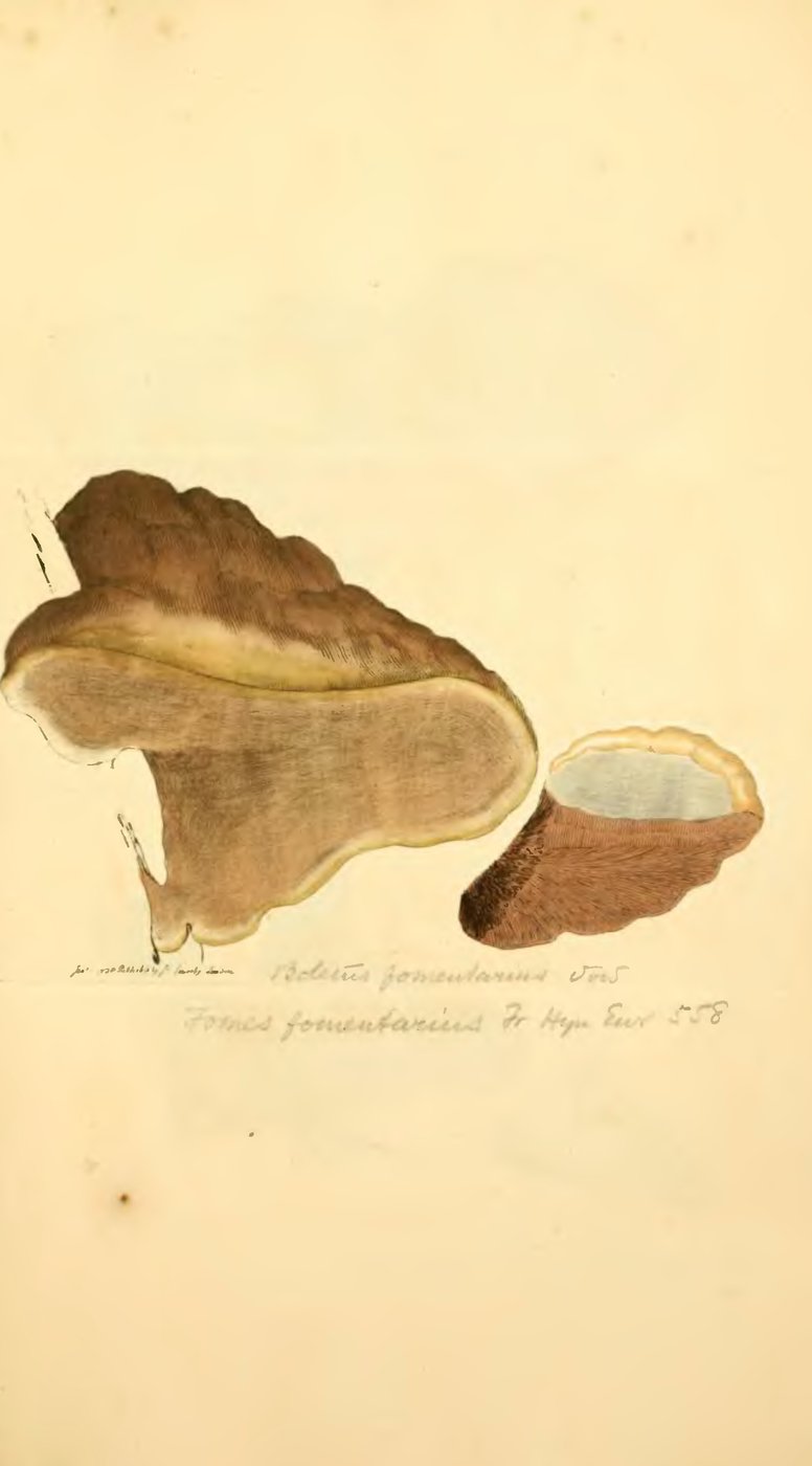 Tinder fungus