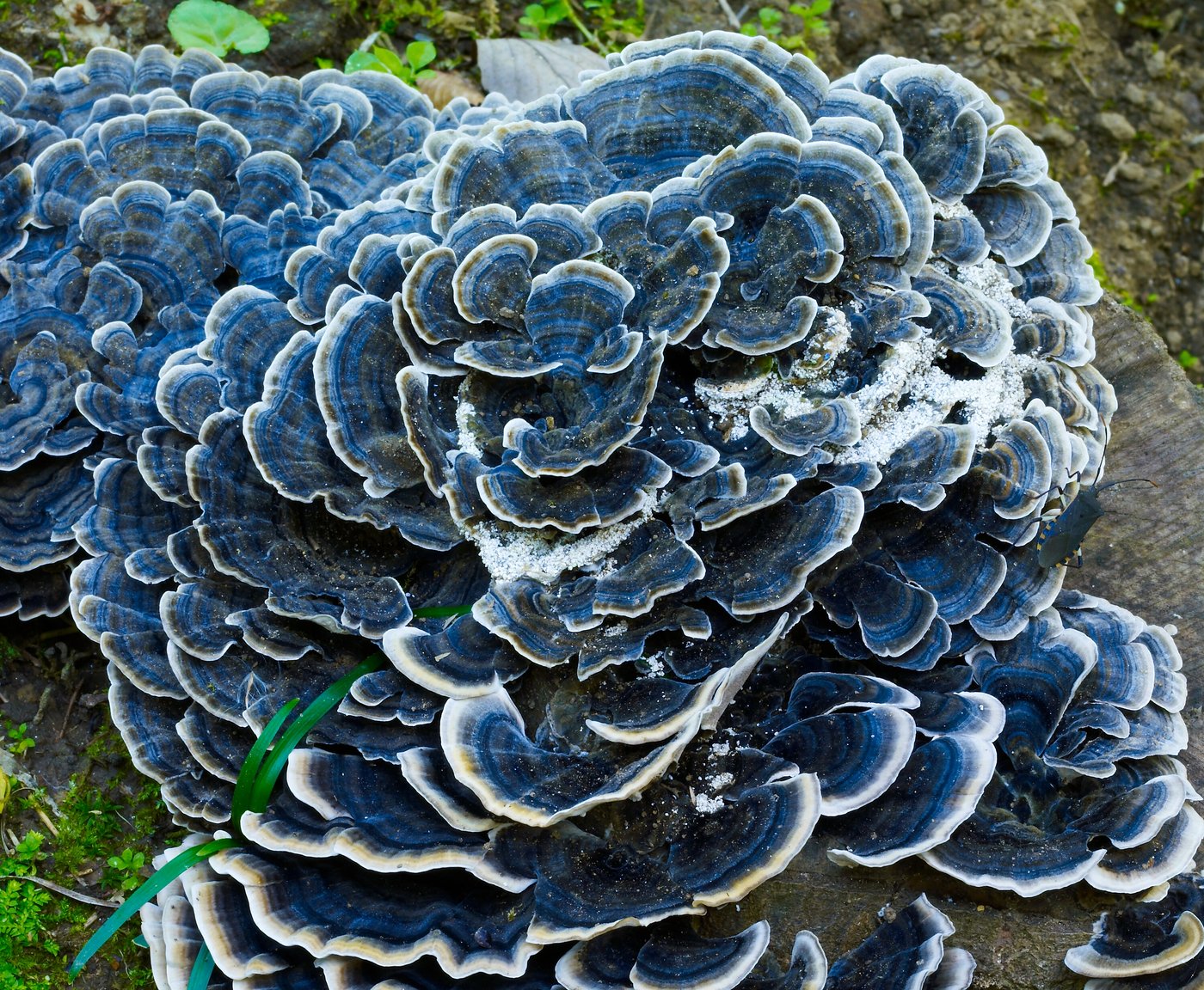 Turkey tail