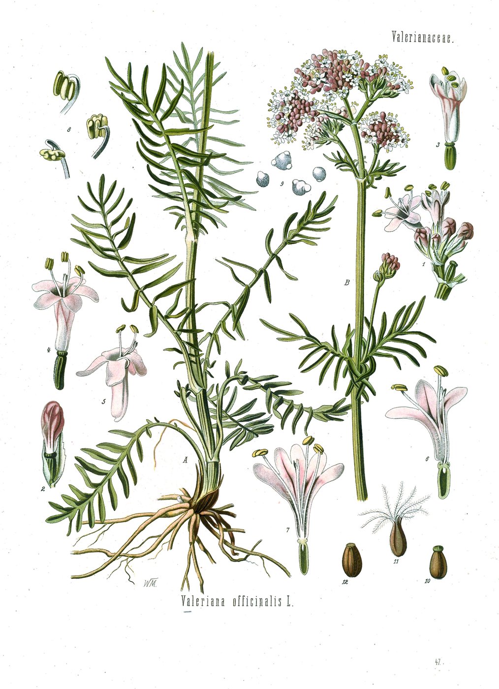 Valerian