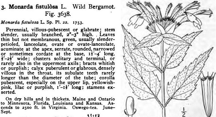Wild bergamot