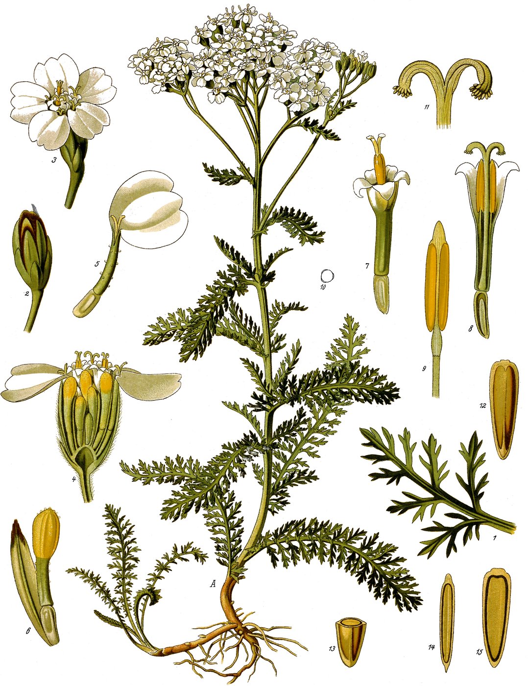 Yarrow