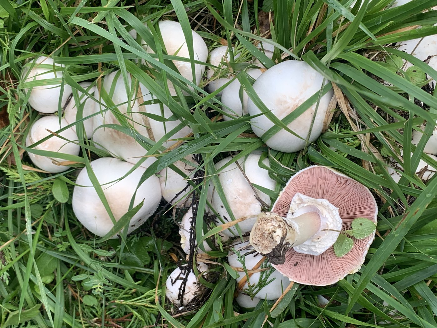 Yellow stainer