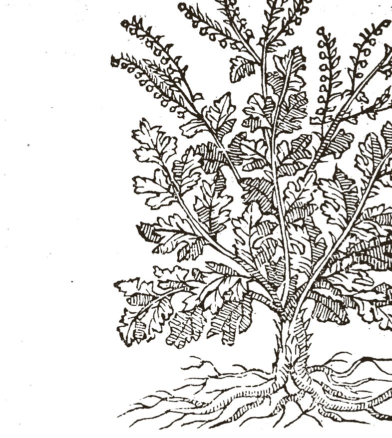 Woodcut of wormwood: a bushy plant with cut leaves and upright spikes of small flowers, its roots below.