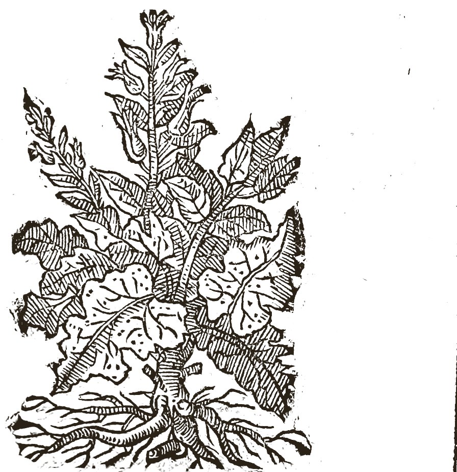 Woodcut of white henbane: a spreading plant with broad rounded leaves and flowers in the leaf joints.