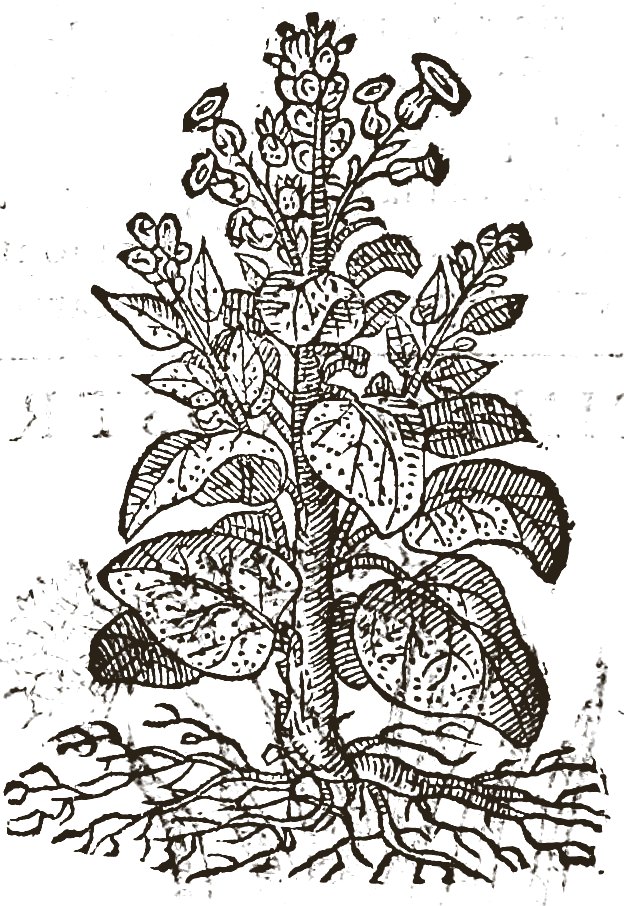 Woodcut of black henbane: an upright stem with broad lobed leaves and bell-shaped flowers along the top.