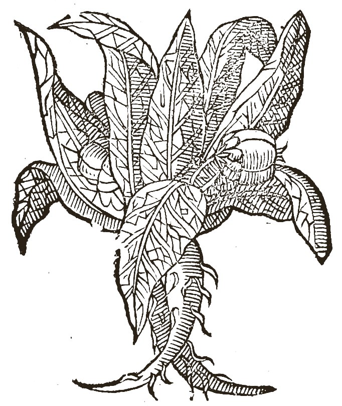 The woodcut of mandrake in the 1585 edition