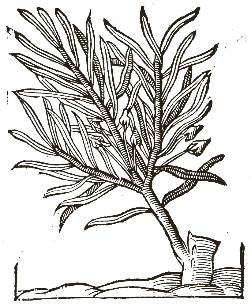Woodcut of wild rosemary: a slender branching shrub with long narrow leaves, growing from a cut stump.
