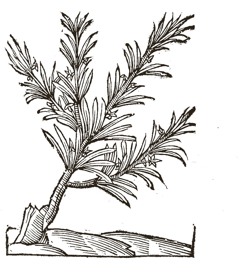 Woodcut of rosemary: a woody branch with narrow leaves and small flowers, growing from a cut stump.