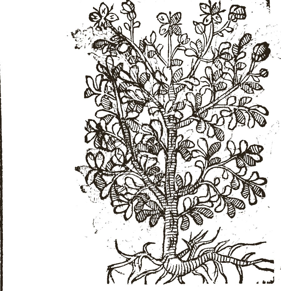 Woodcut of rue: a bushy plant with rounded divided leaves and small flowers at the tops of the stems.