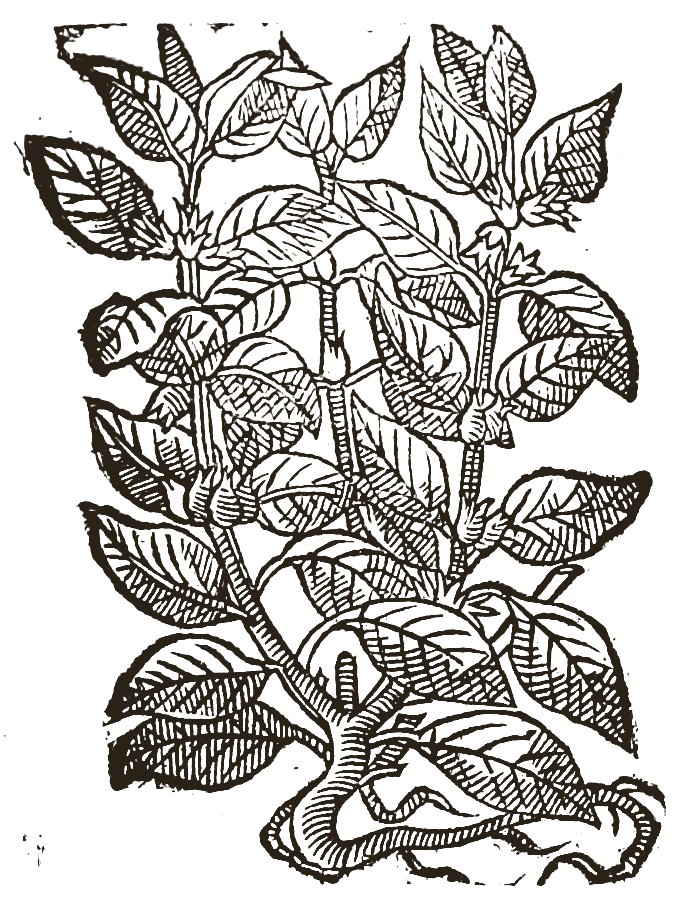 Woodcut of the sleep-bringing nightshade: a leafy branch with broad oval leaves and small round fruits.