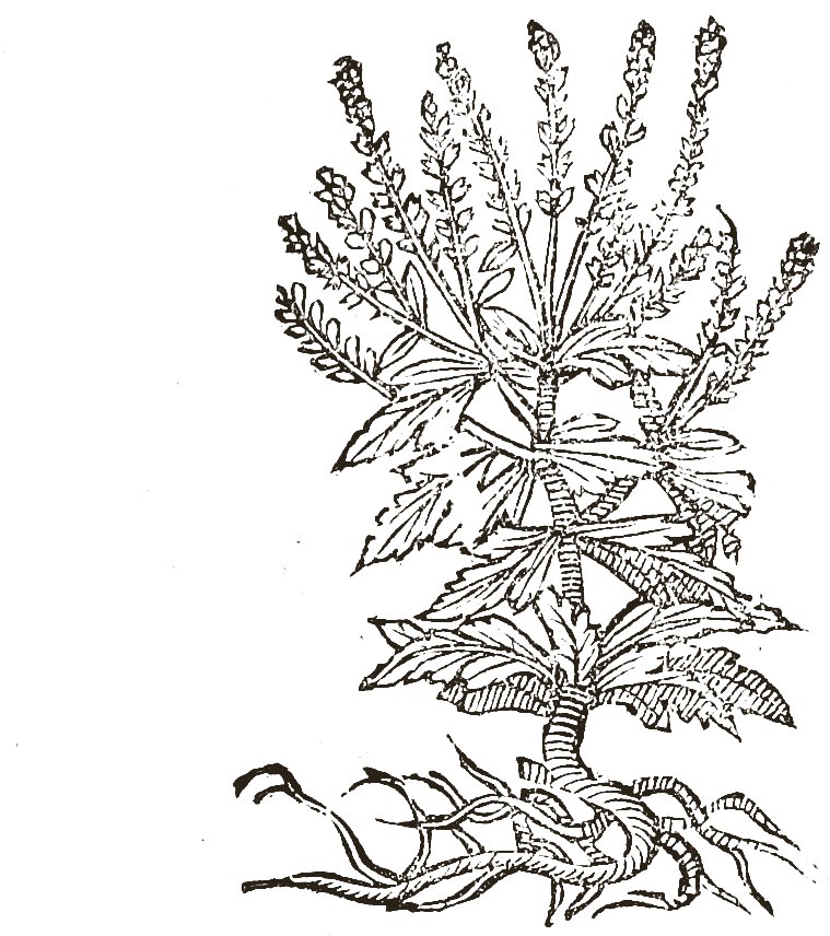 Woodcut of vervain: upright stems with cut leaves and slender spikes of small flowers.