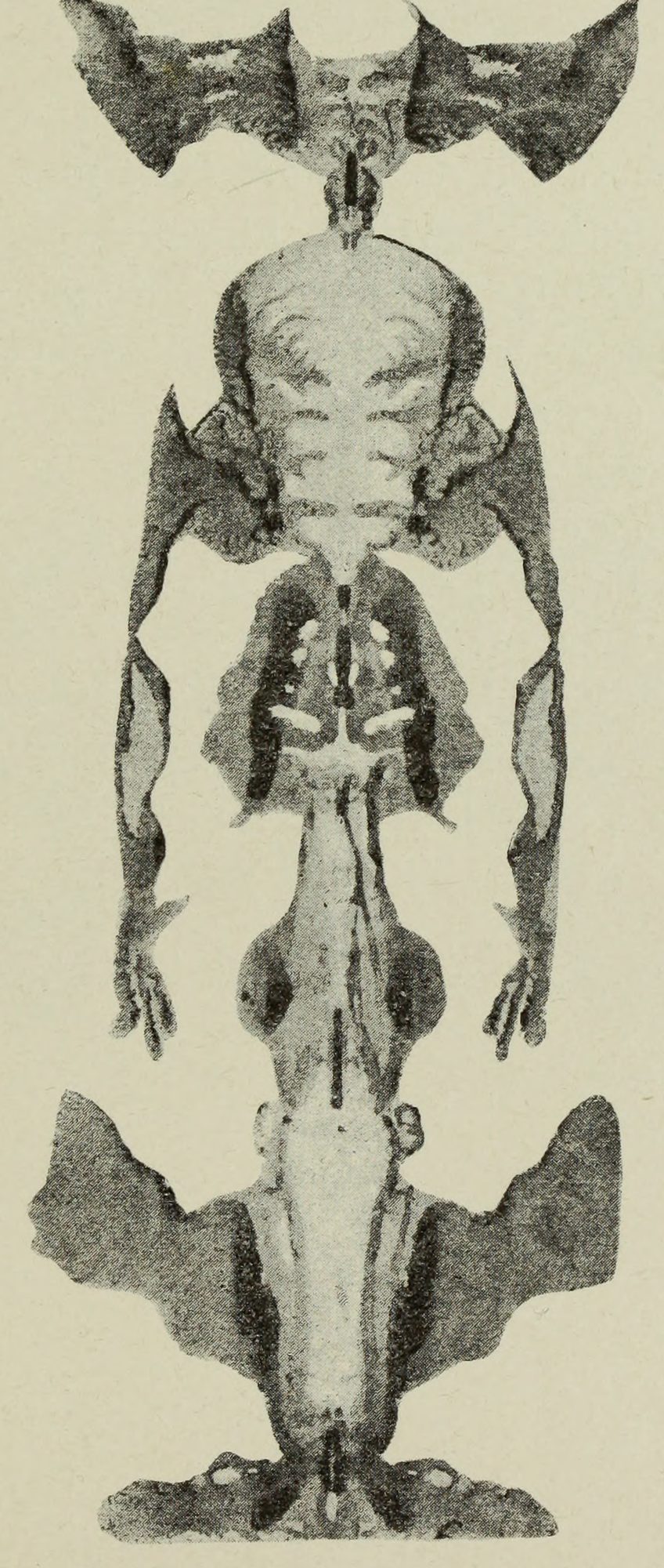 A tall skeletal figure with ribs and long arms, between batlike wings at the head and the foot